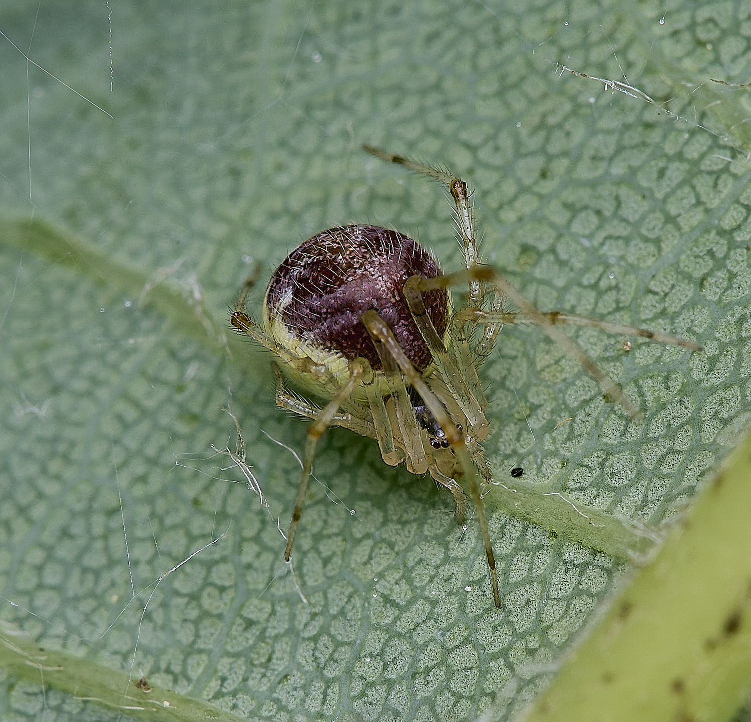 NorwichSpider2160625-1