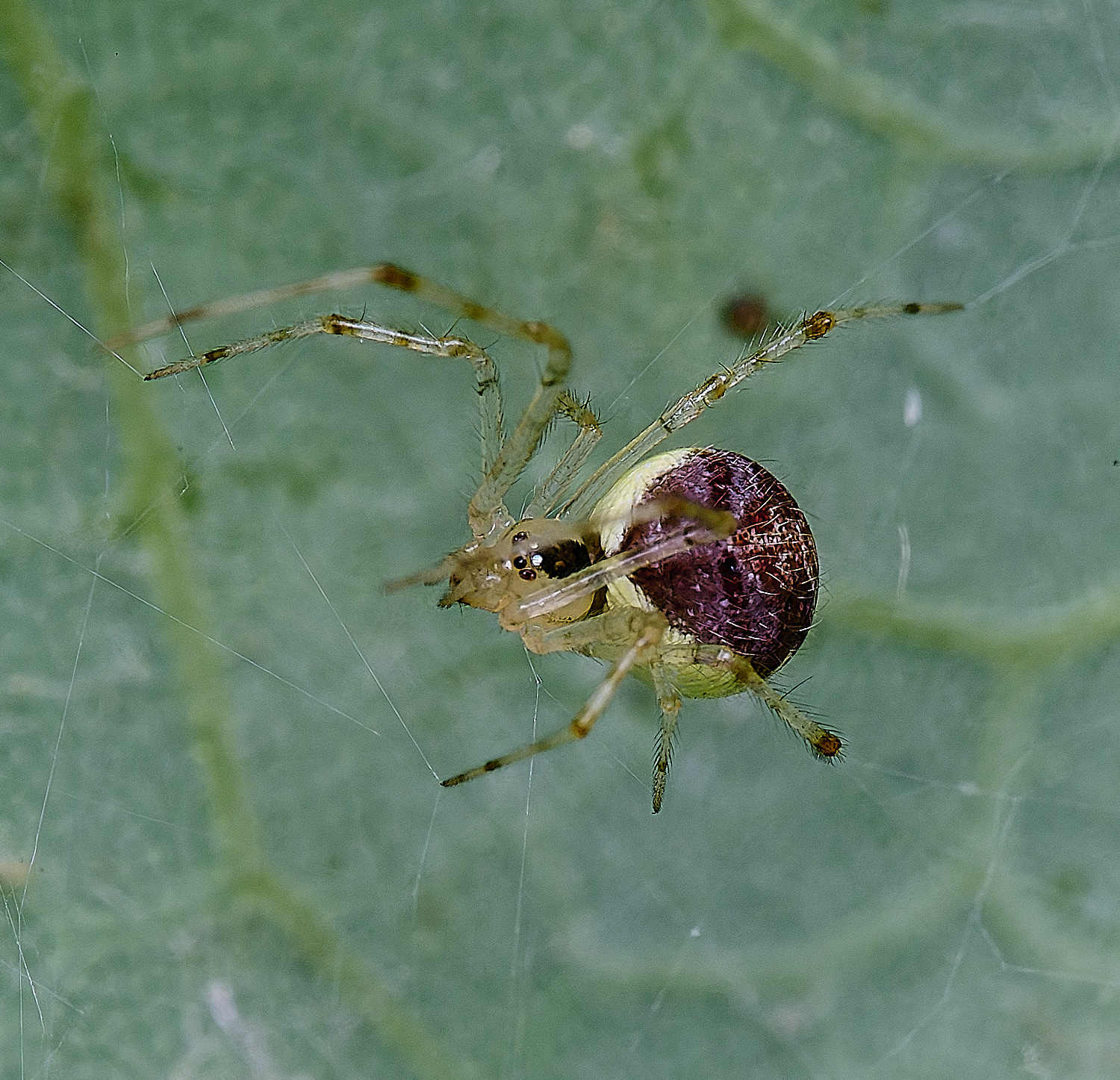 NorwichSpider2160625-3