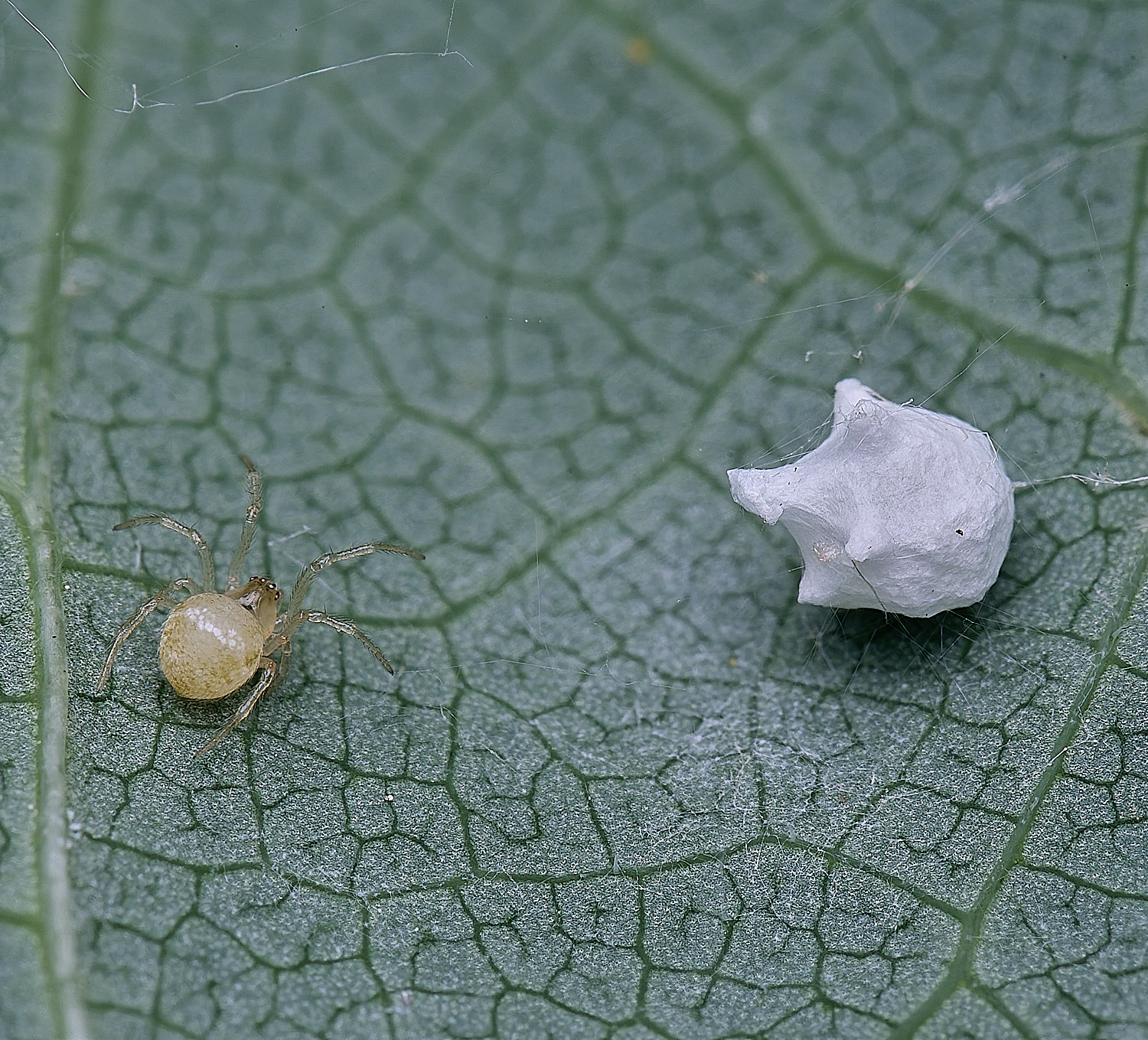NorwichSputnikSpider160625-1