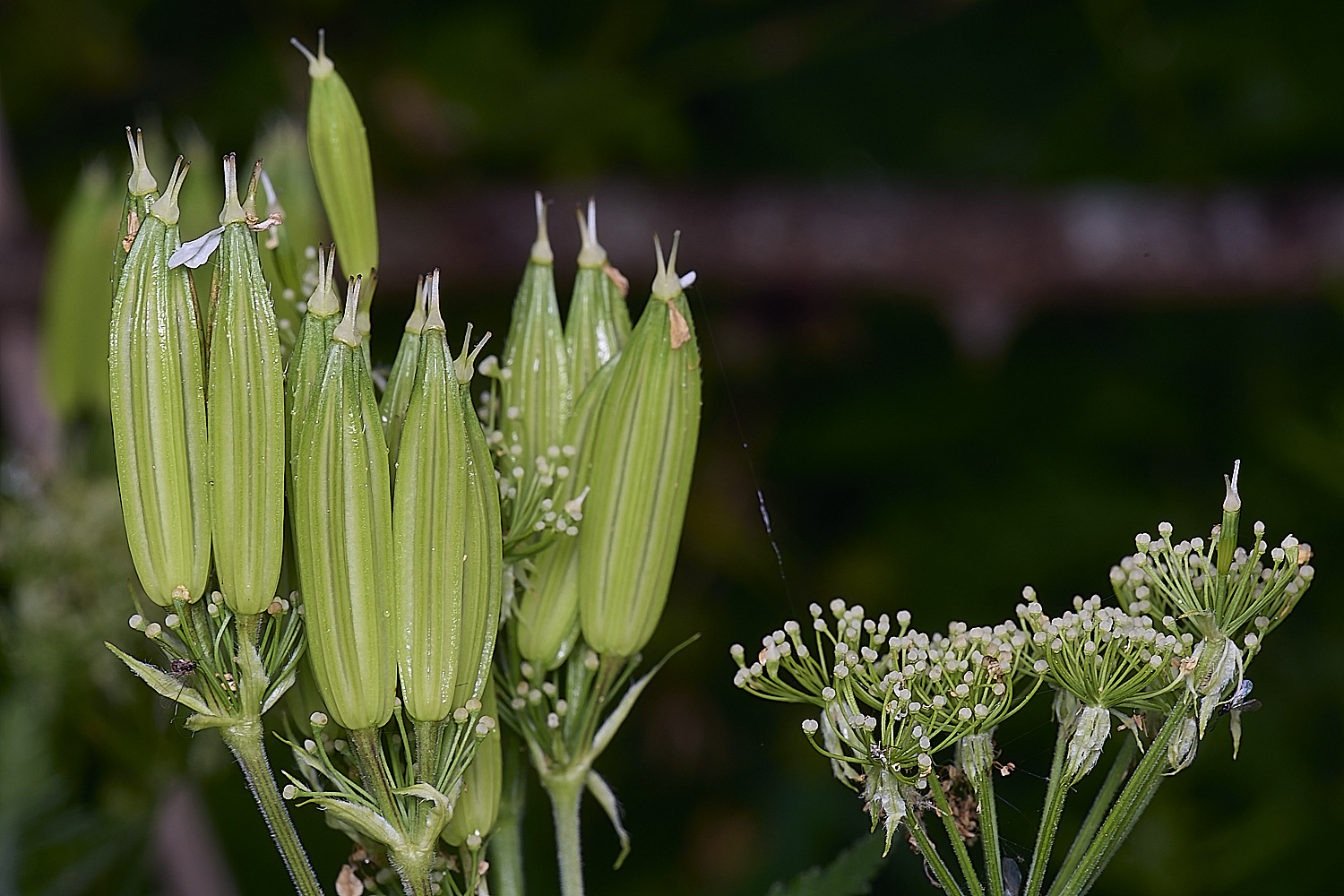 NorwichSweetCicely270525-1