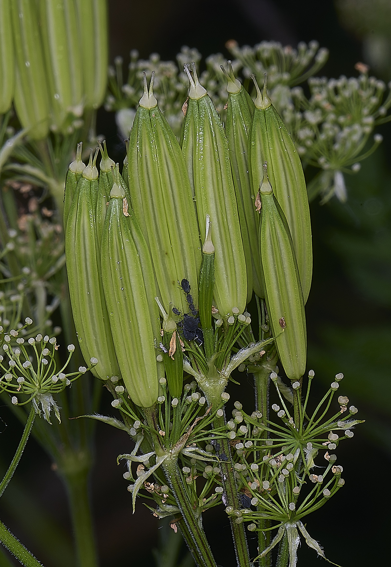 NorwichSweetCicely270525-3