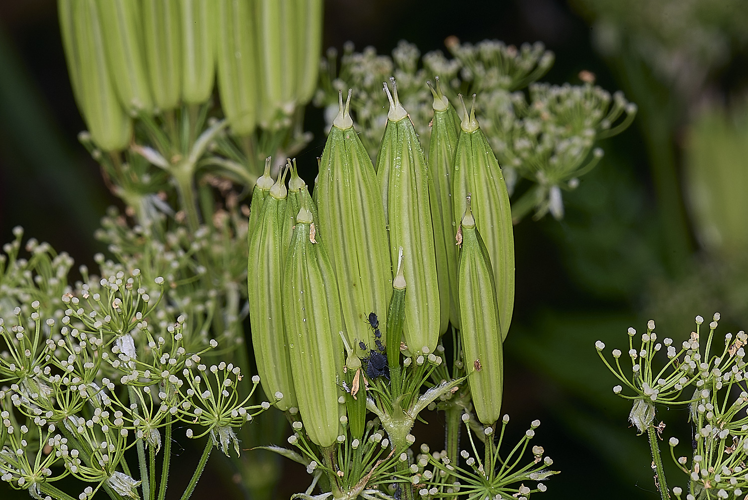 NorwichSweetCicely270525-2