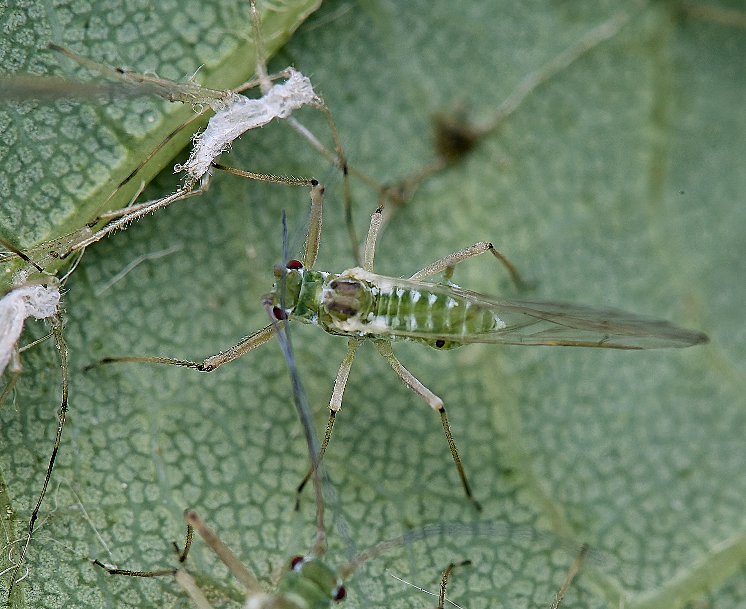 NorwichSycamoreAphid160625-1