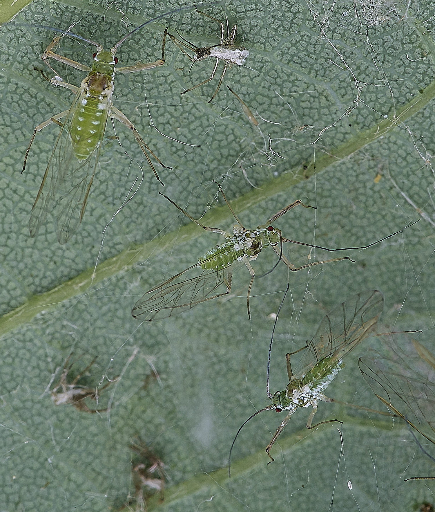 NorwichSycamoreAphid160625-2