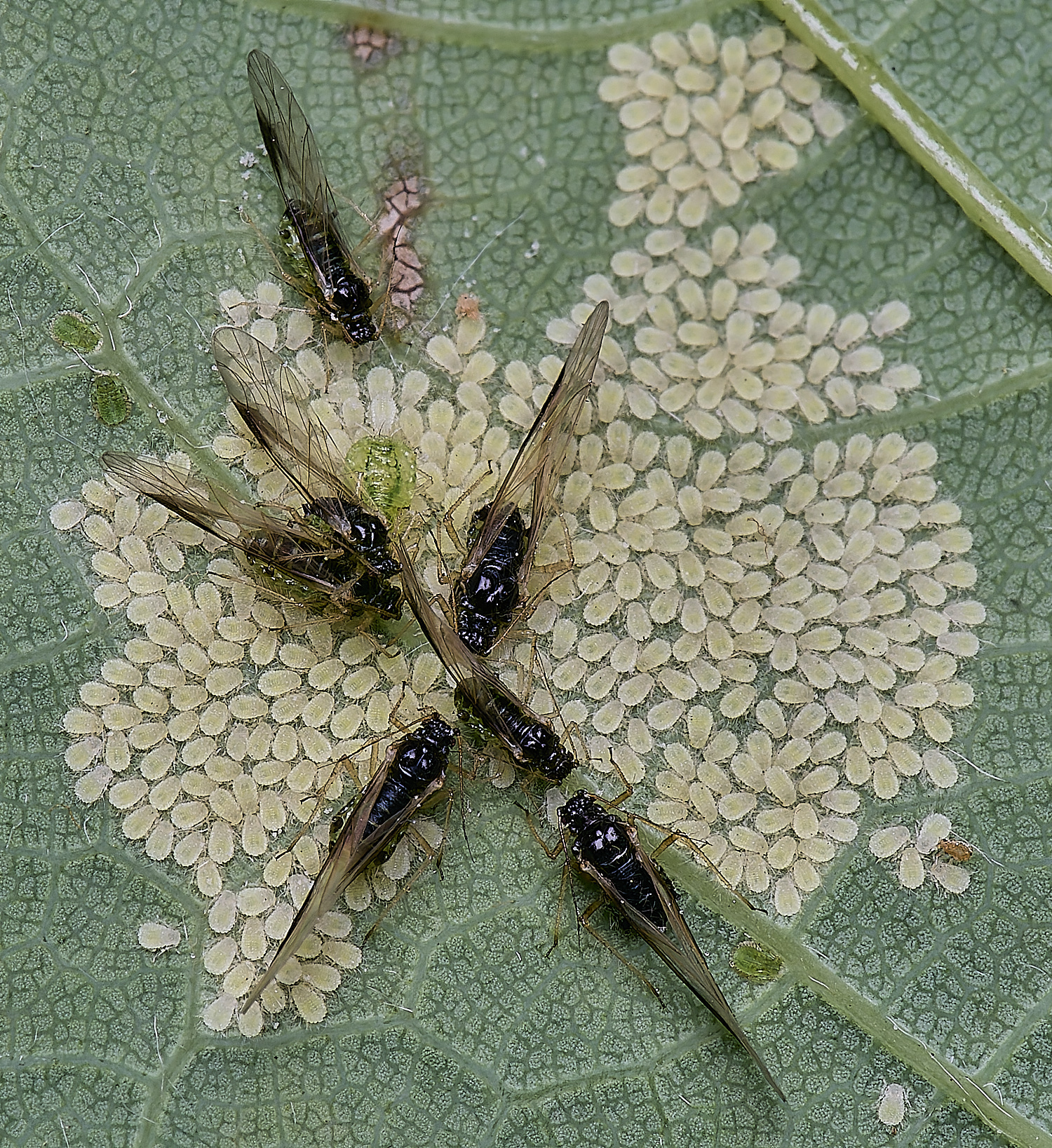 NorwichSycamoreAPhids200525-1