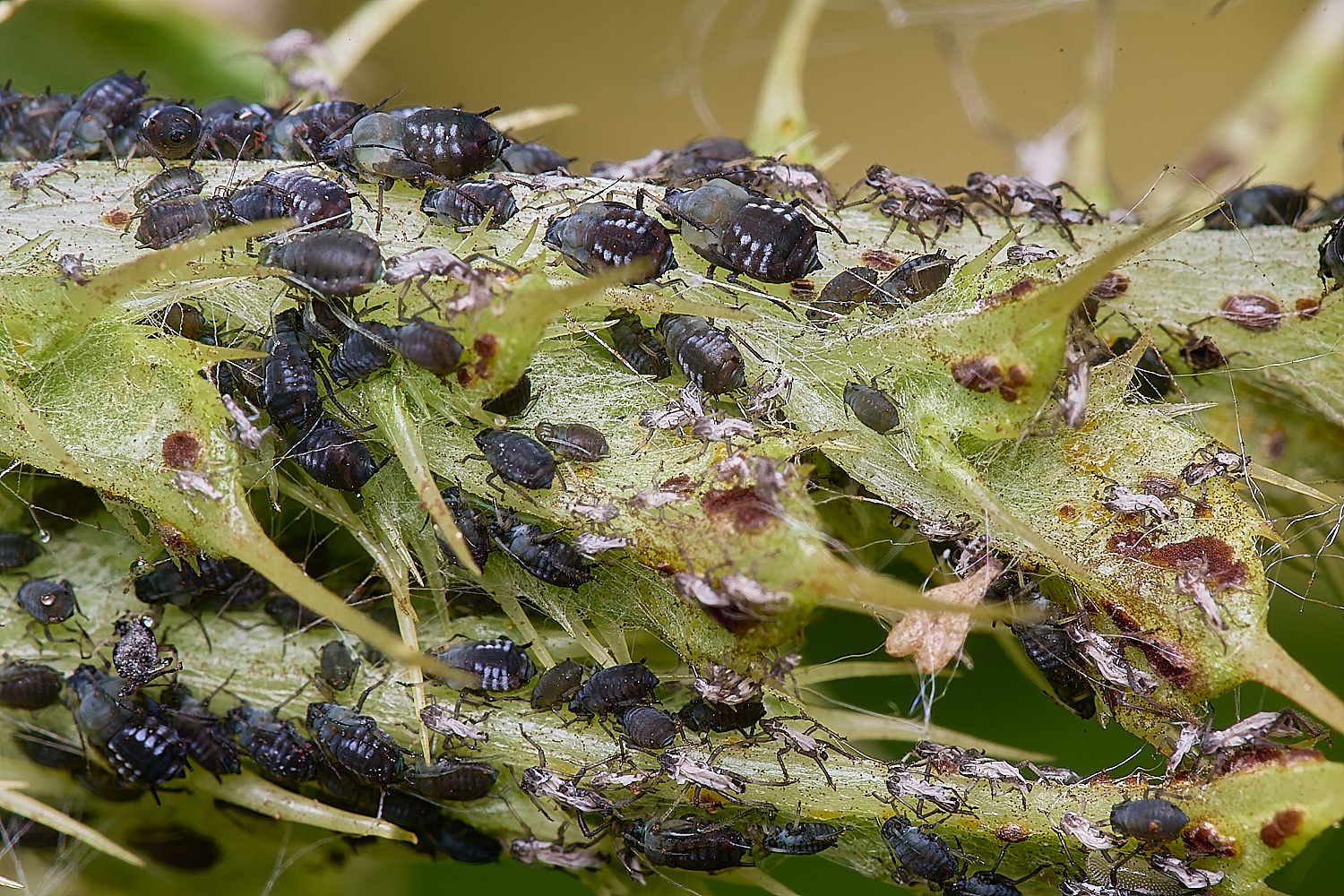 NorwichThistleAphid200525-1