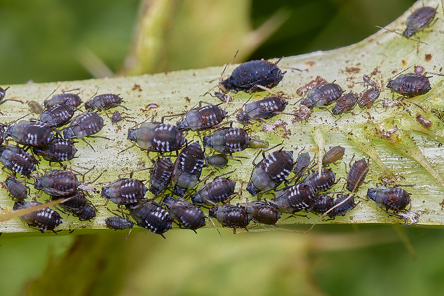 NorwichThistleAphid200525-2