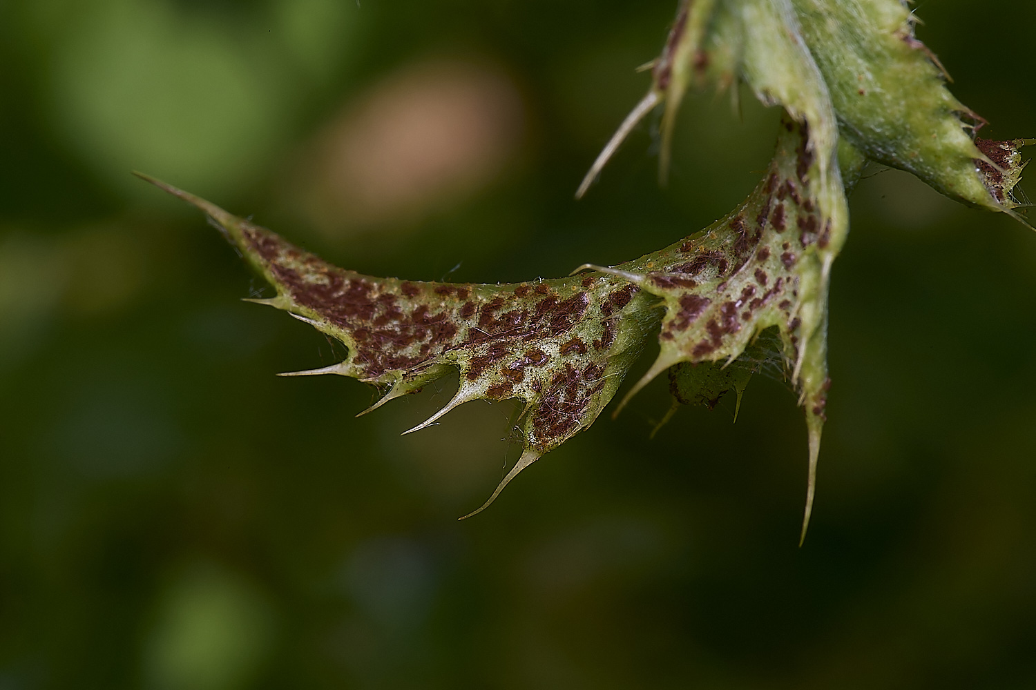 NorwichThistleRust200525-2