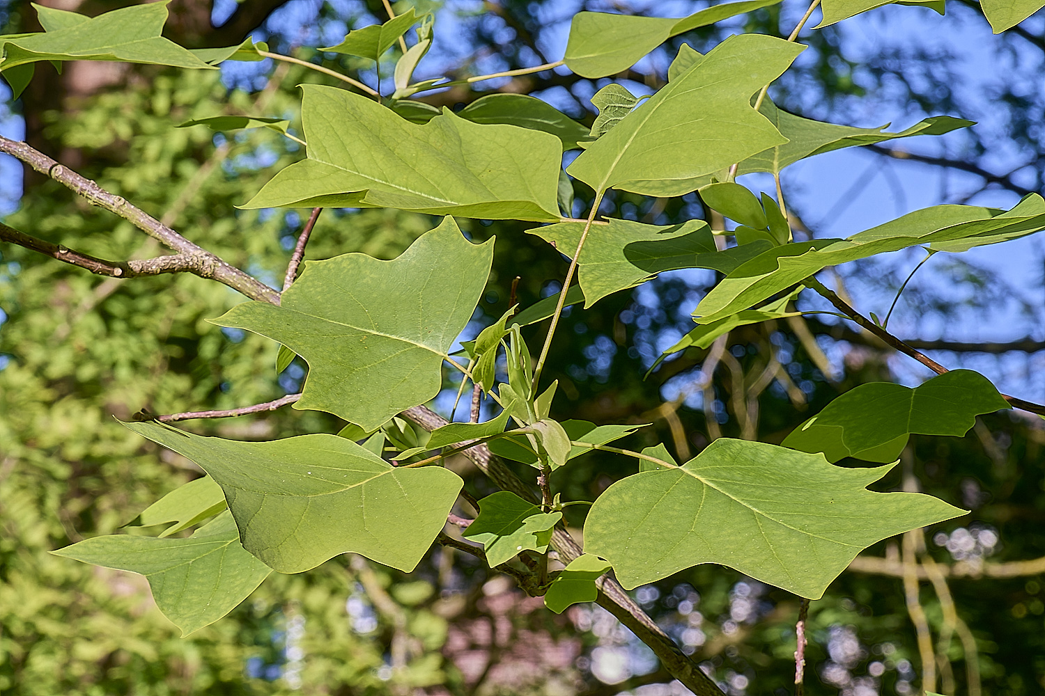 NorwichTulipTree200525-1