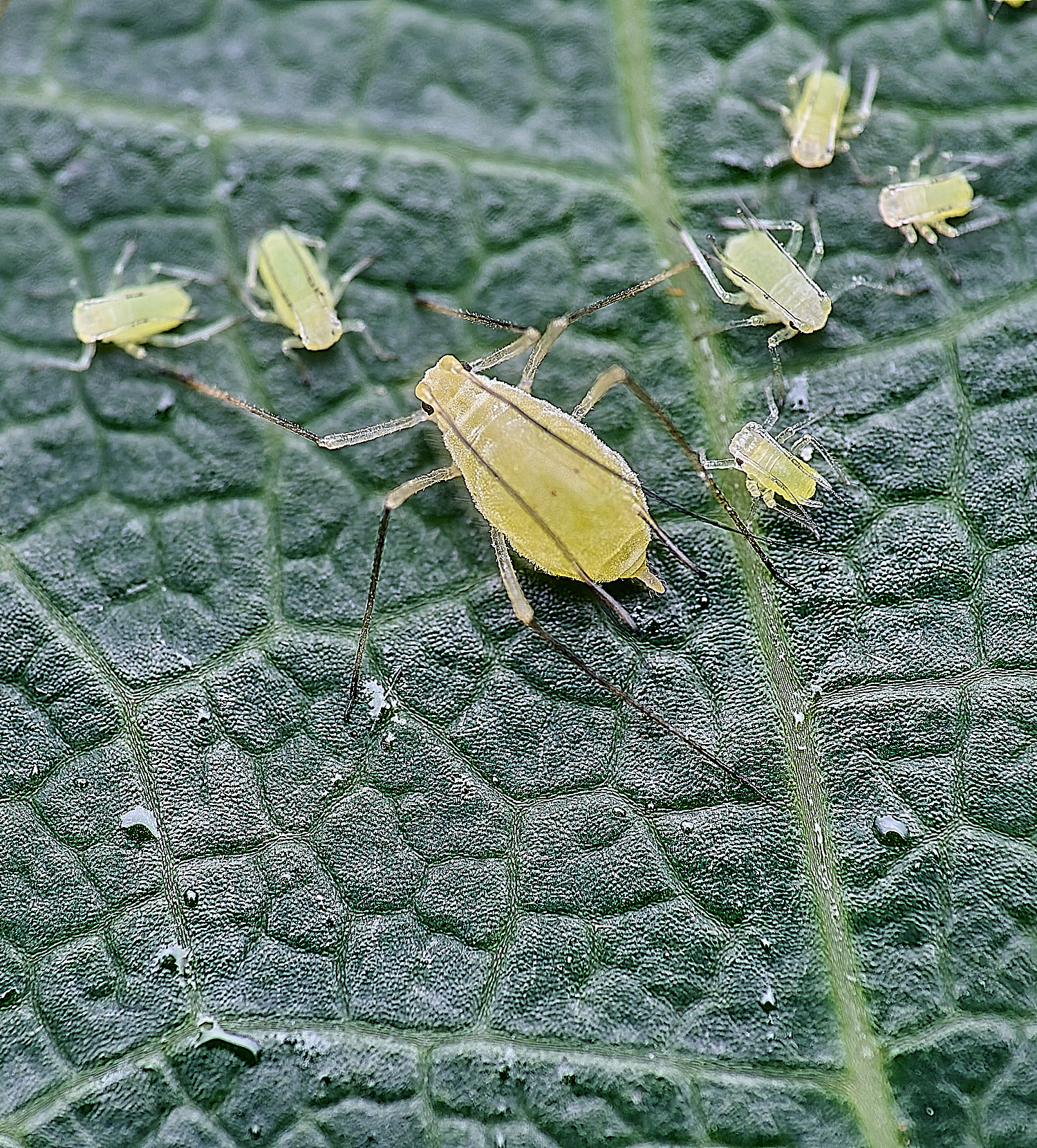 NorwichTulipTreeAphid150625-3