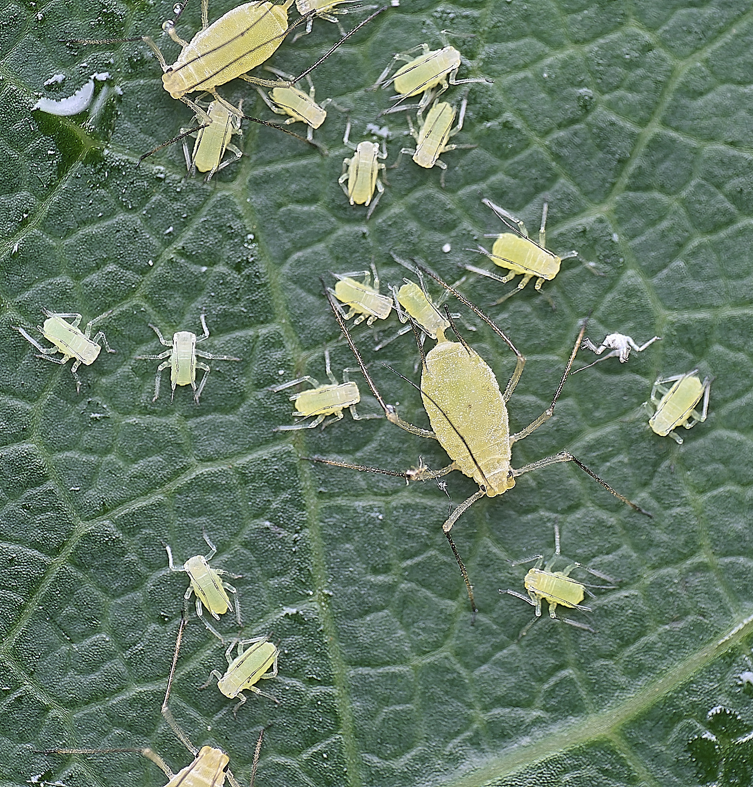NorwichTulipTreeAphid150625-4