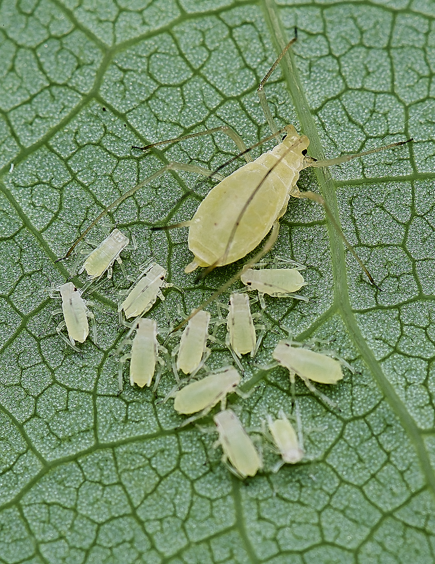 NorwichTulipTreeAphid160625-1