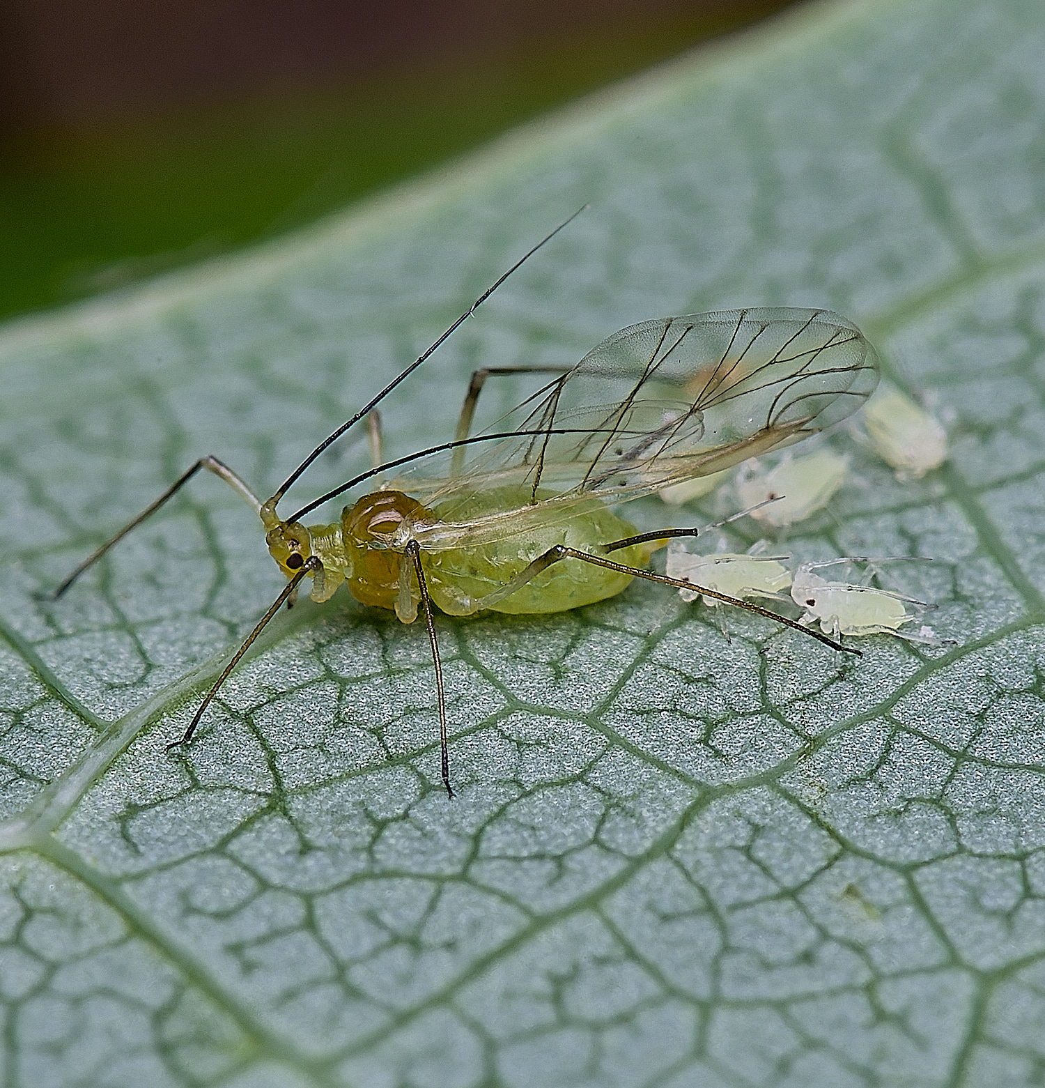 NorwichTulipTreeAphid160625-3