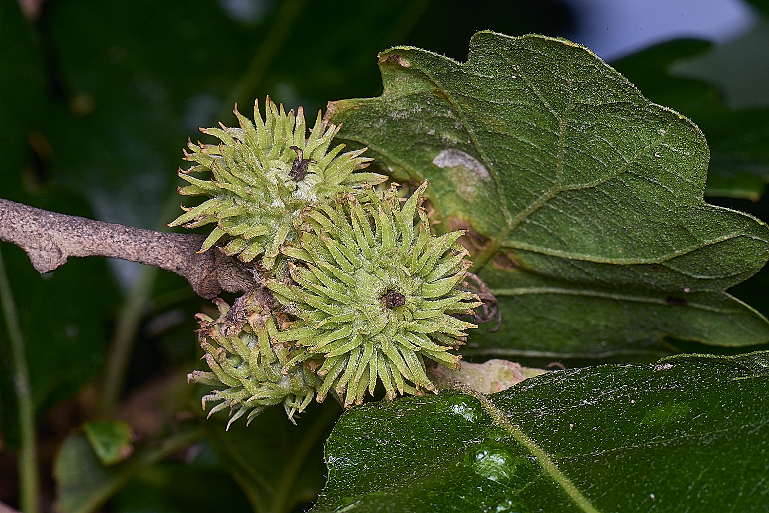 NorwichTurkeyOak150625-1