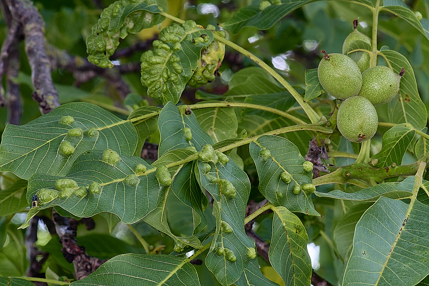 NorwichWalnutGall150625-1