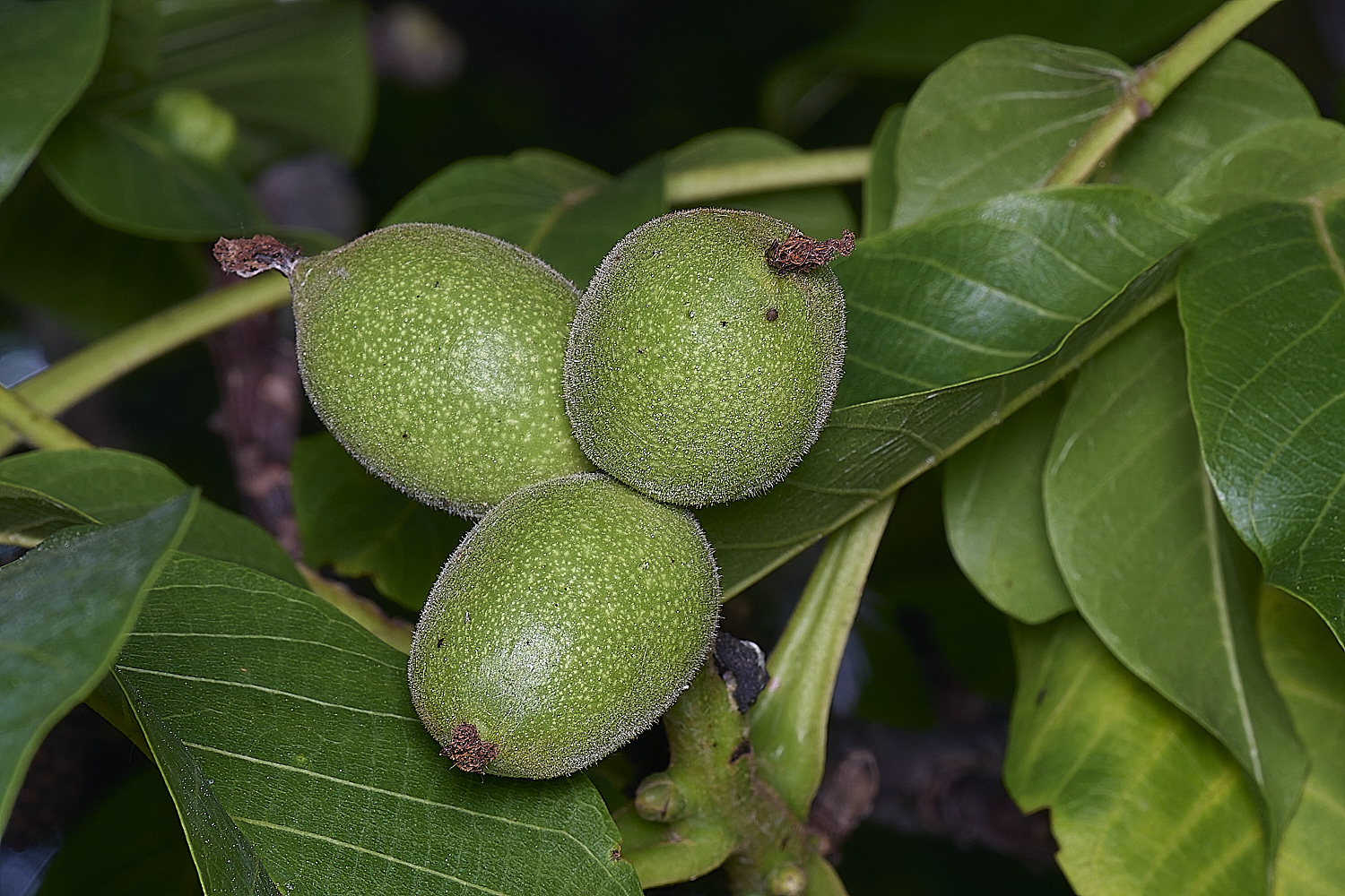 NorwichWalnuts150625-1