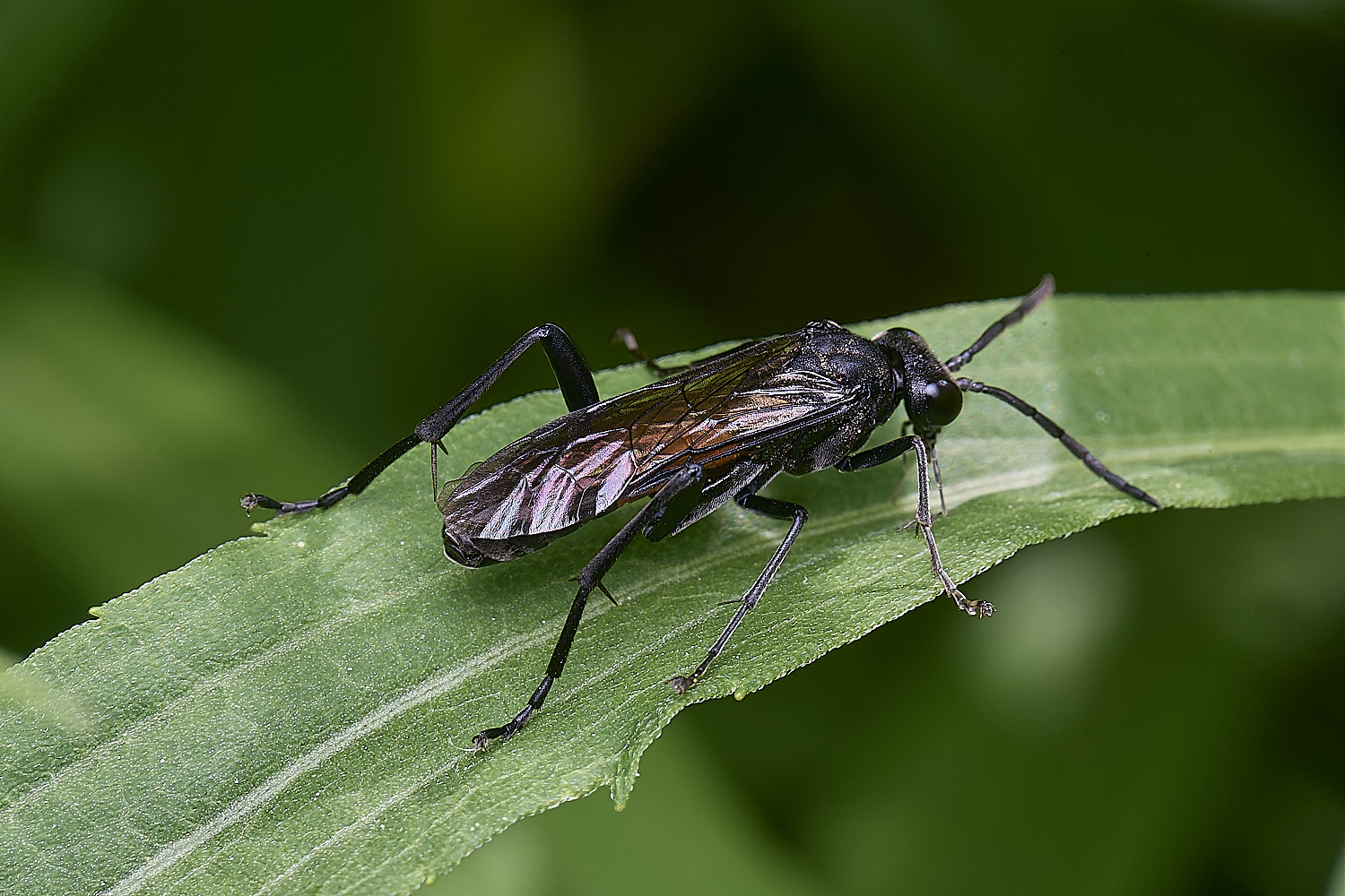 NorwichWasp100525-1