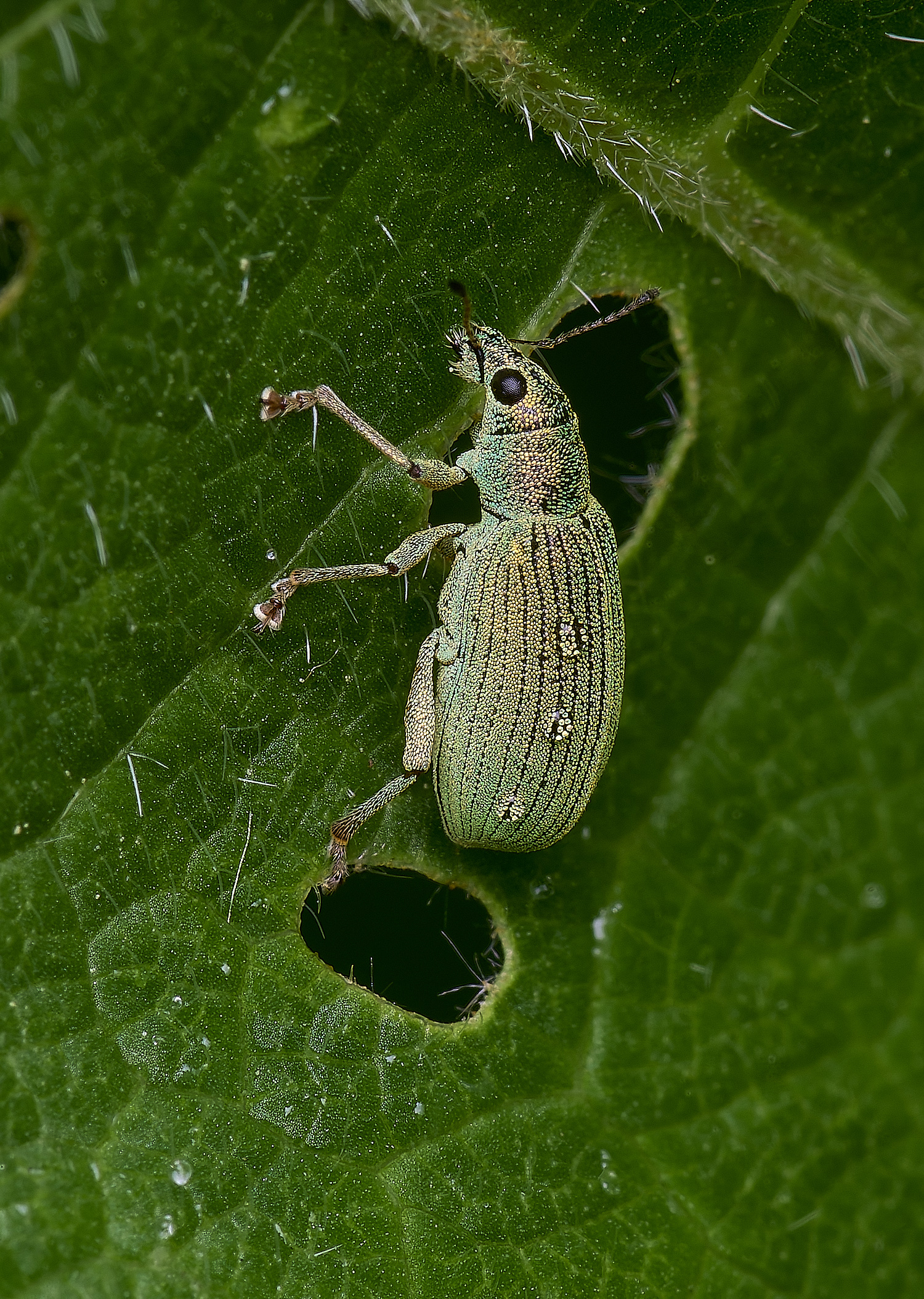 NorwichWeevil270525-1