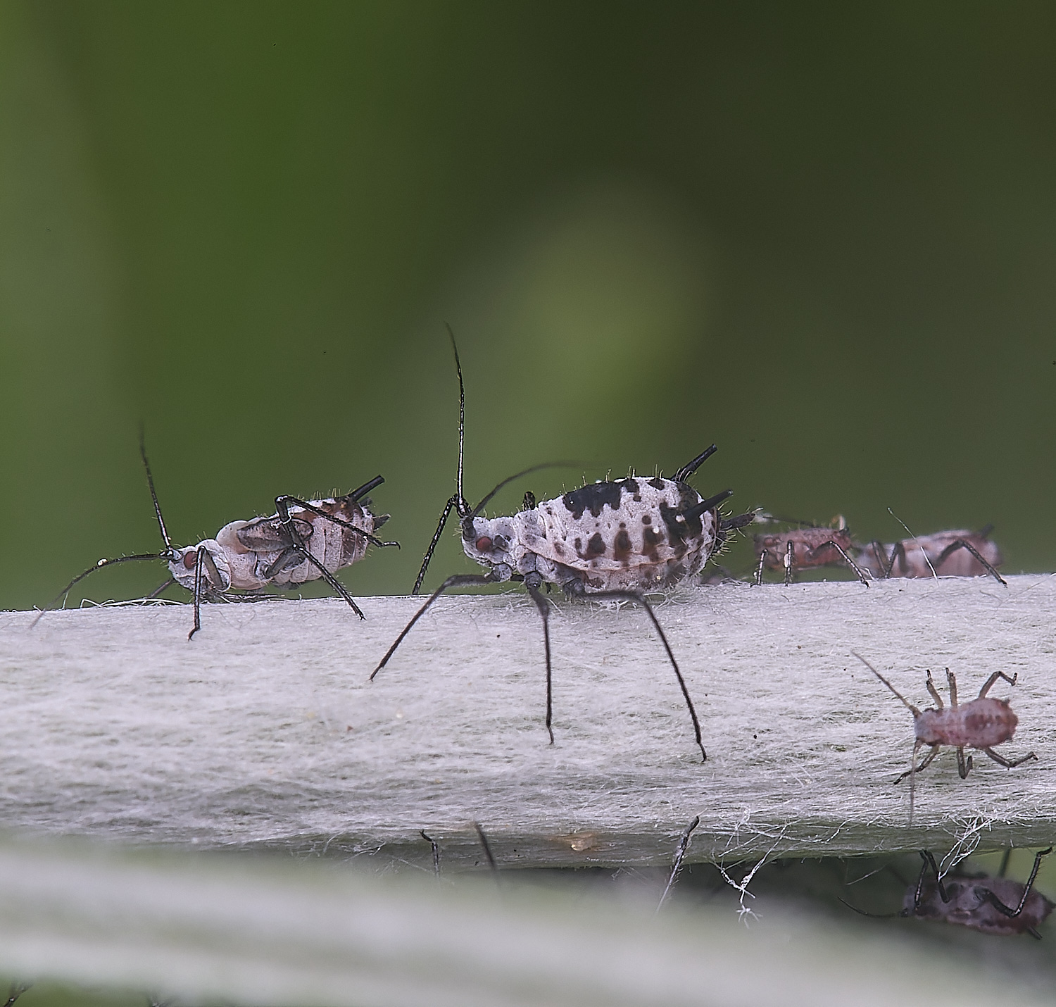 NorwichWormWood240525-10