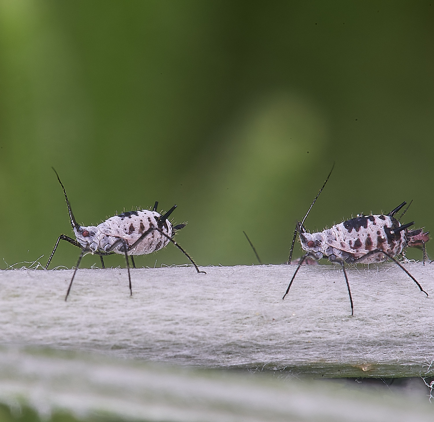 NorwichWormWood240525-12