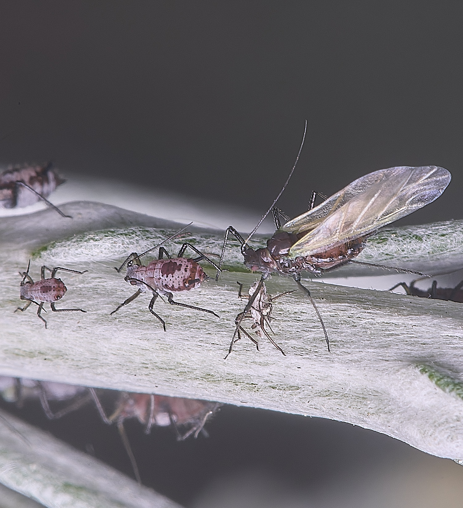 NorwichWormWood240525-15