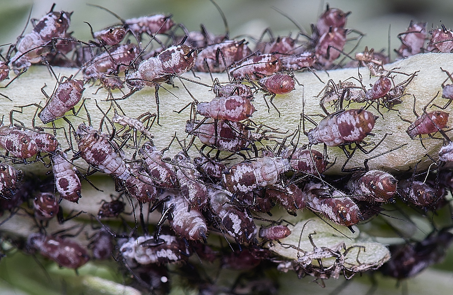 NorwichWormWood240525-3