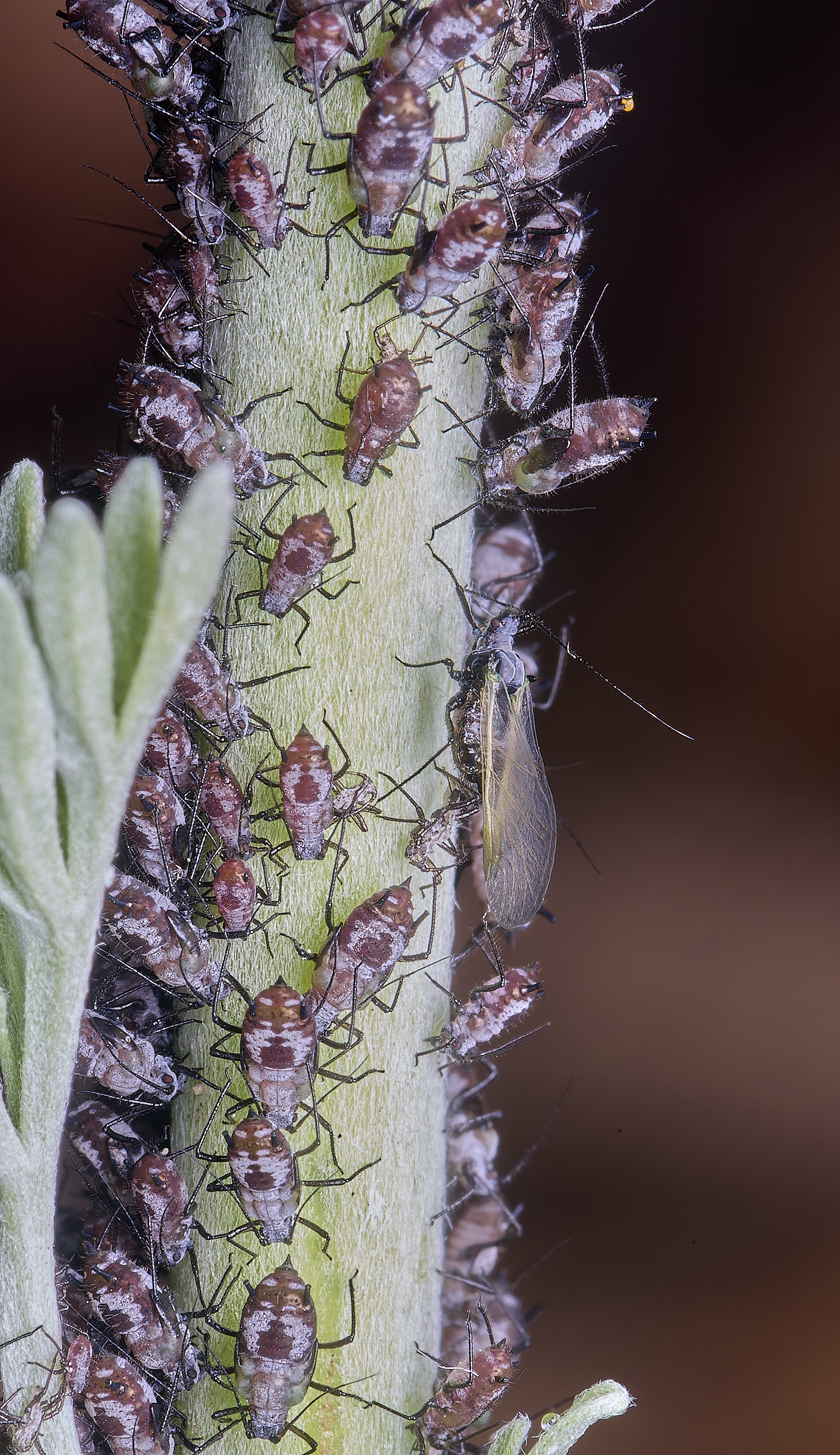 NorwichWormWood240525-7