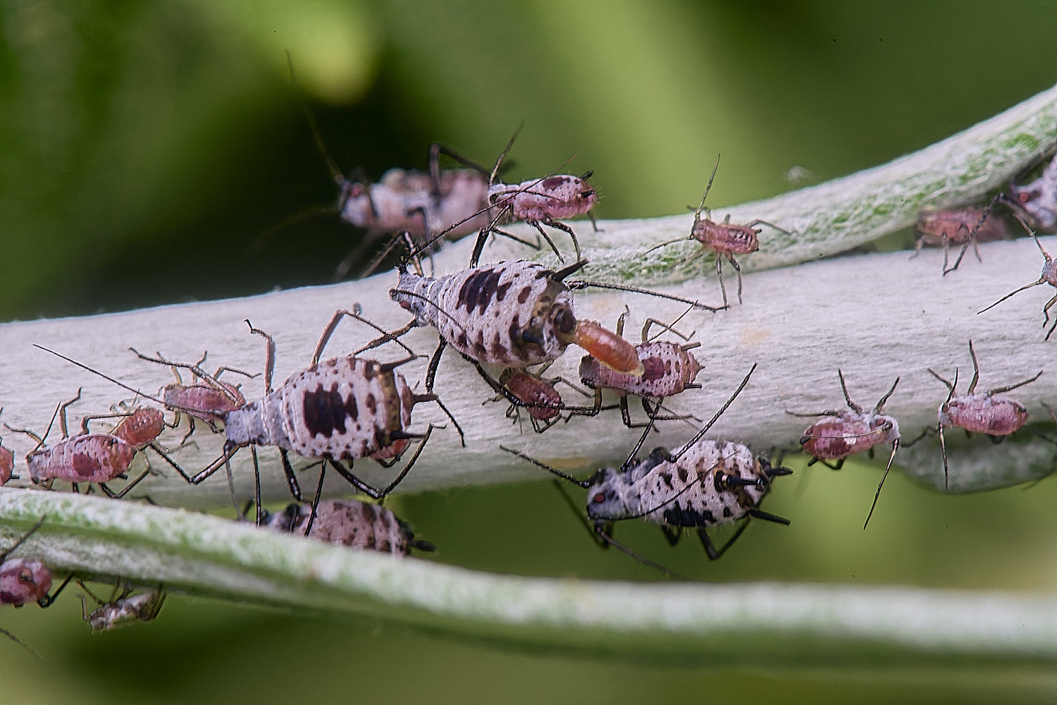 NorwichWormWood240525-9