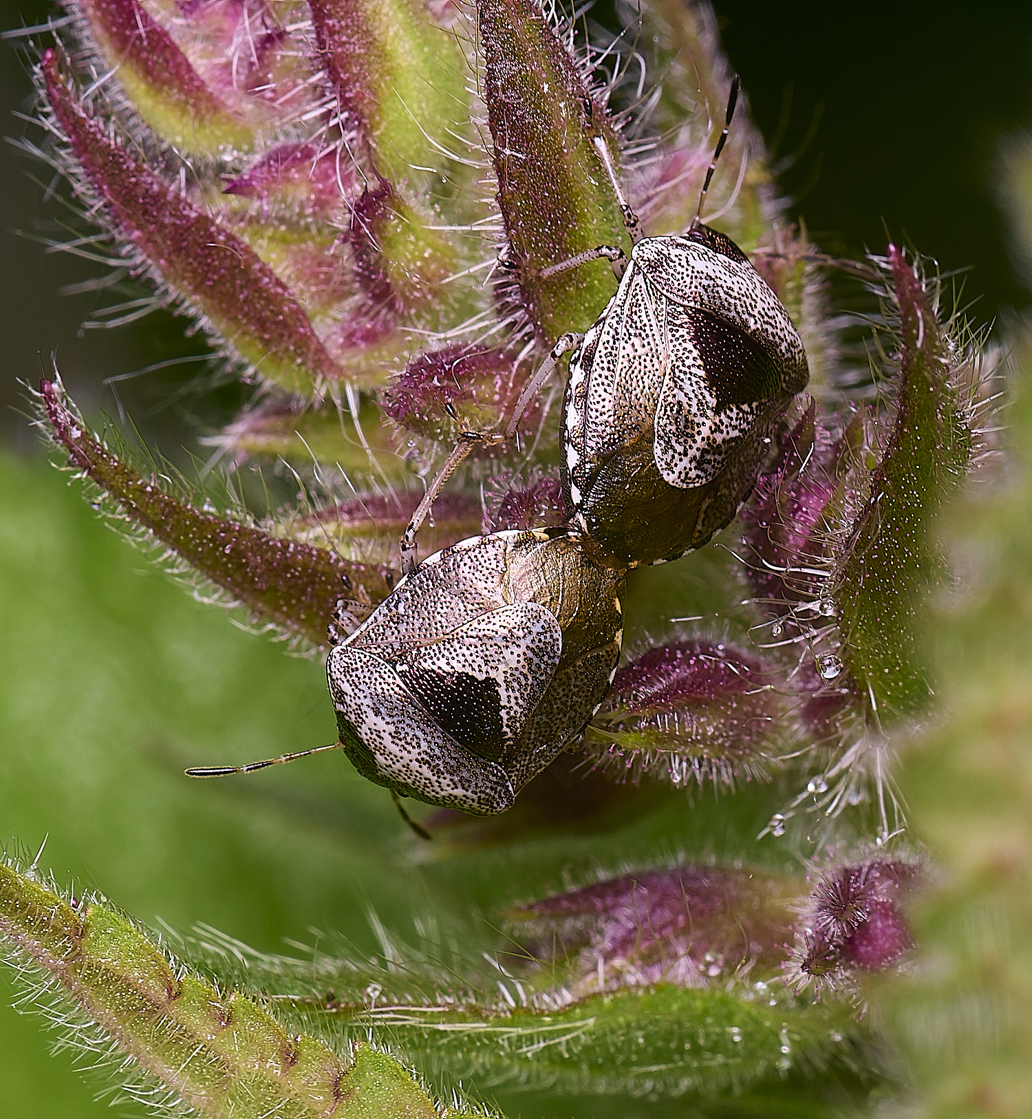 NorwichWormwoodShieldBug270525-1