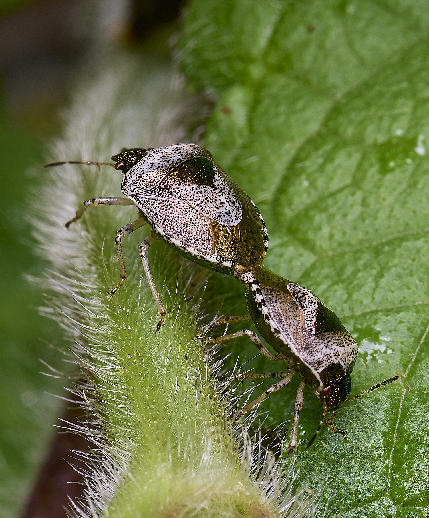 NorwichWormwoodShieldBug270525-2
