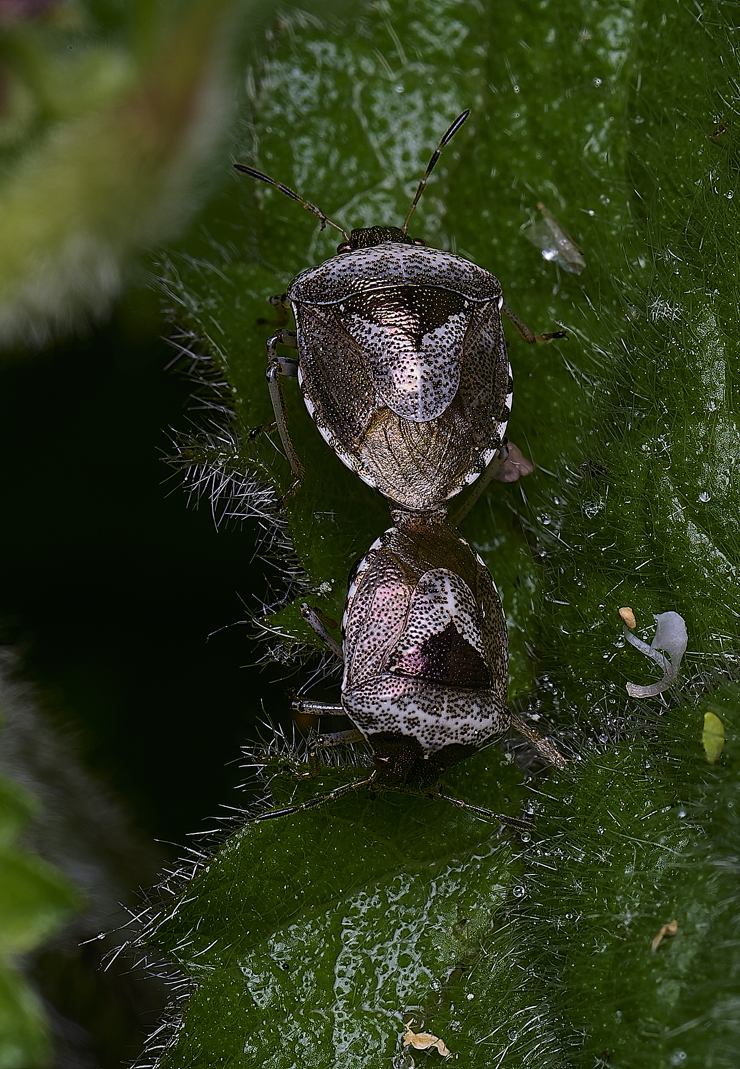 NorwichWormwoodShieldBug270525-5