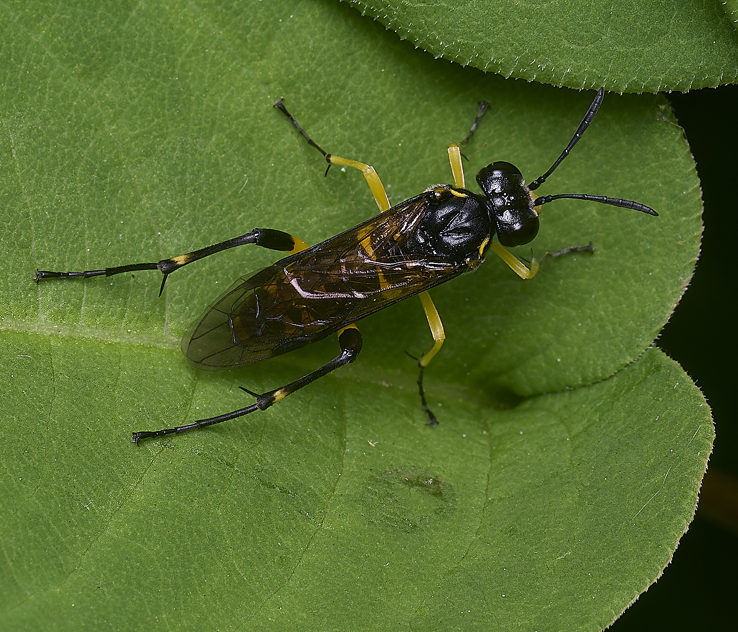 NorwicWaspMimic270525-1