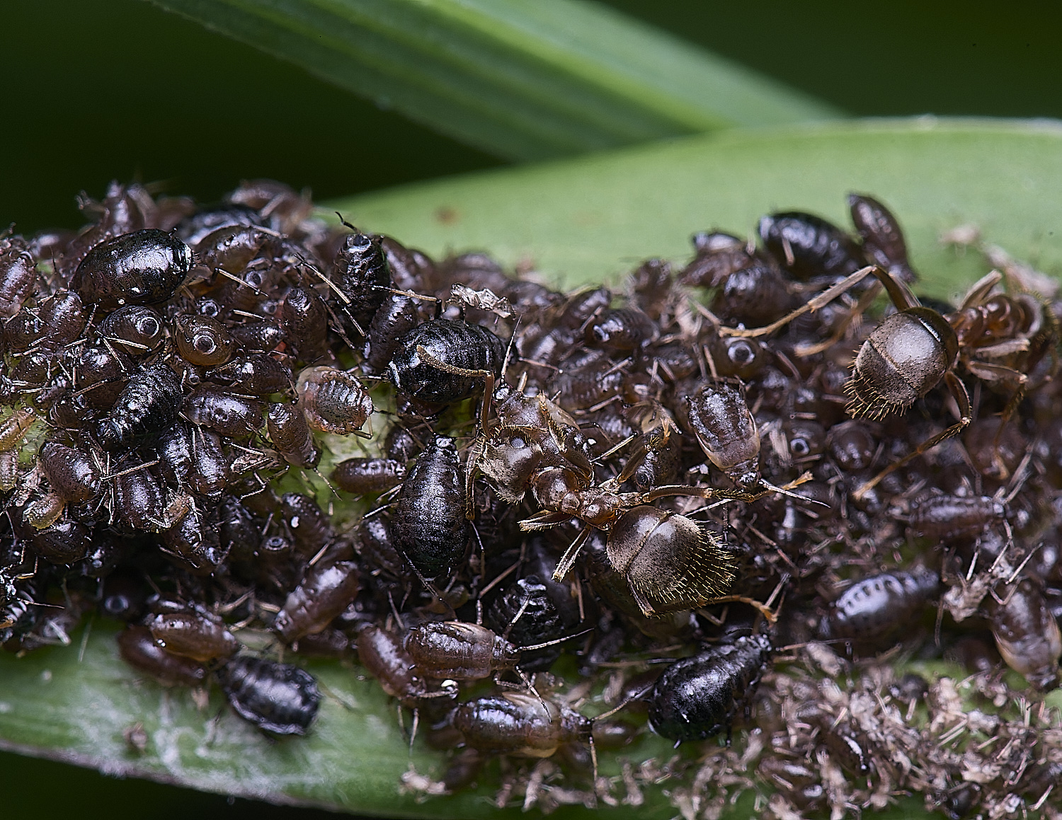 NorwoichGoat&#39;sBeardAphid150625-1