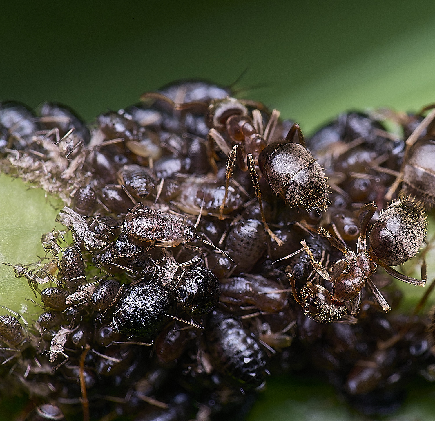 NorwoichGoat&#39;sBeardAphid150625-2