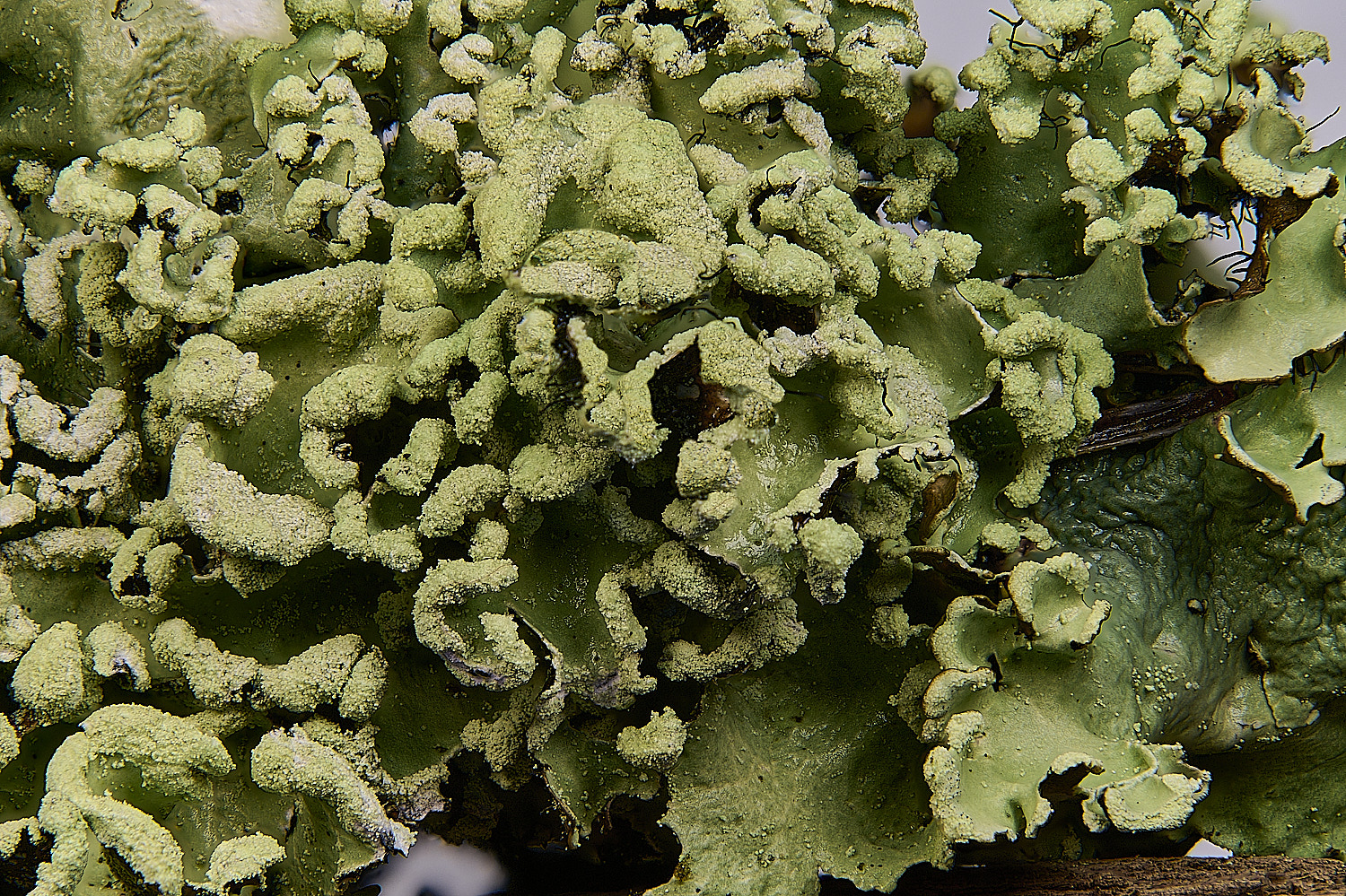 PepperboxHillHypertrachyna241125-1