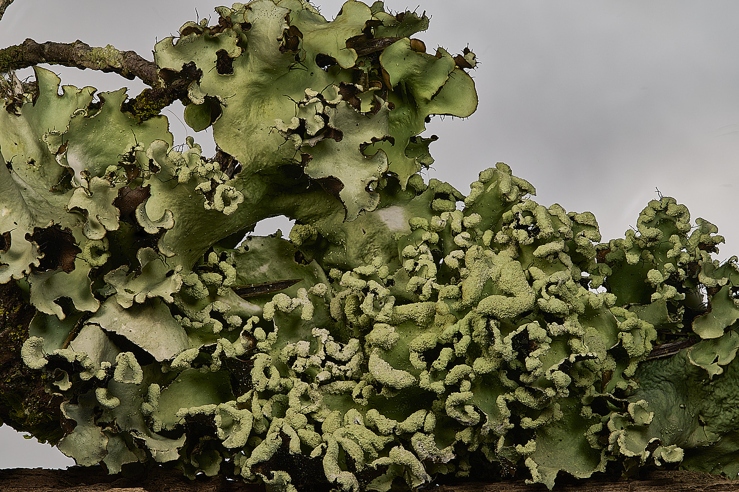 PepperboxHillHypertrachyna241125-2