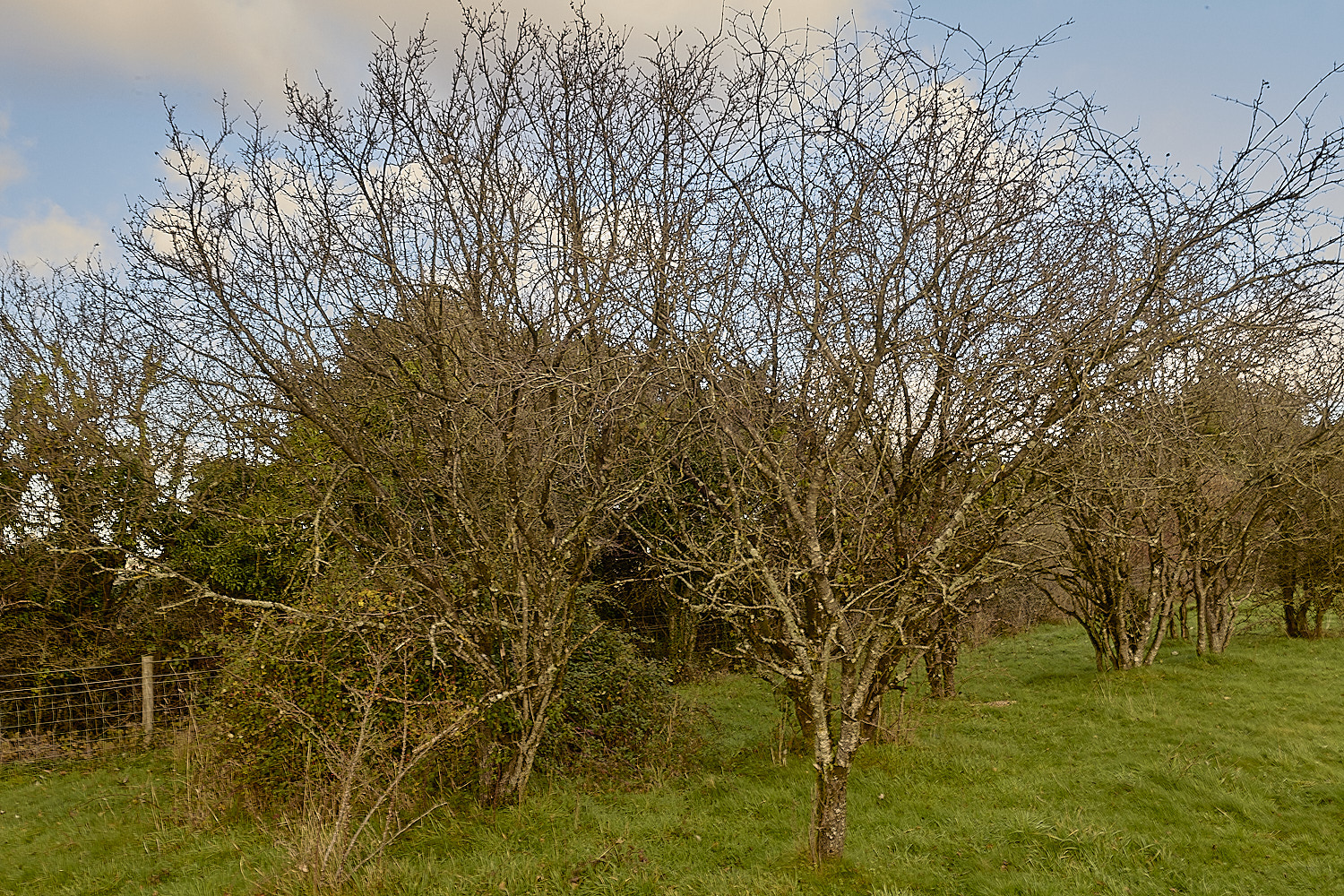 PepperPotHillBlackthron241125-1