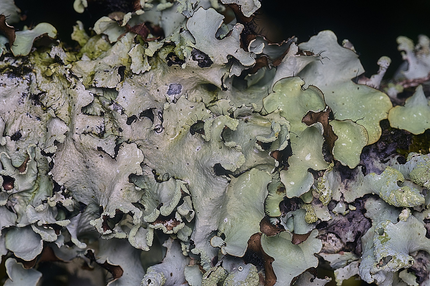 PepperPotHilLichen1241125-2