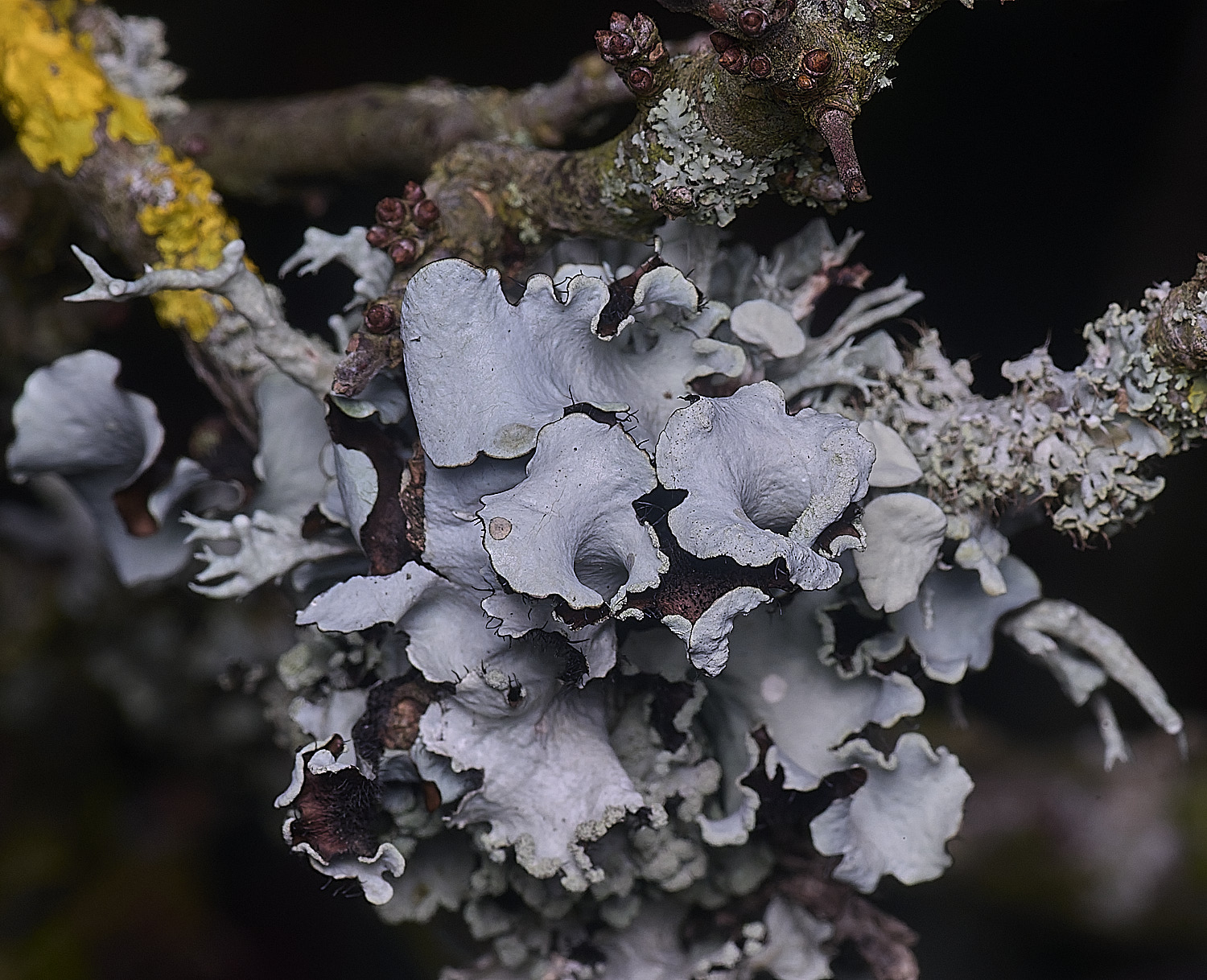 PepperPotHilLichen1241125-4