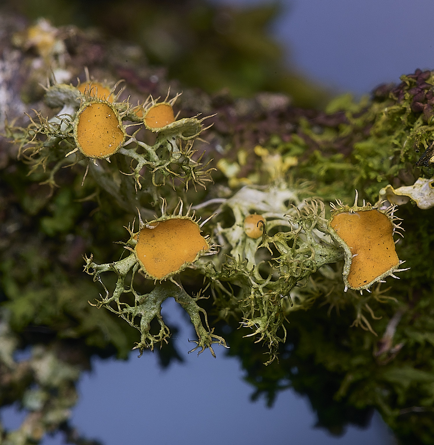 PepperPotHilLichen3241125-1