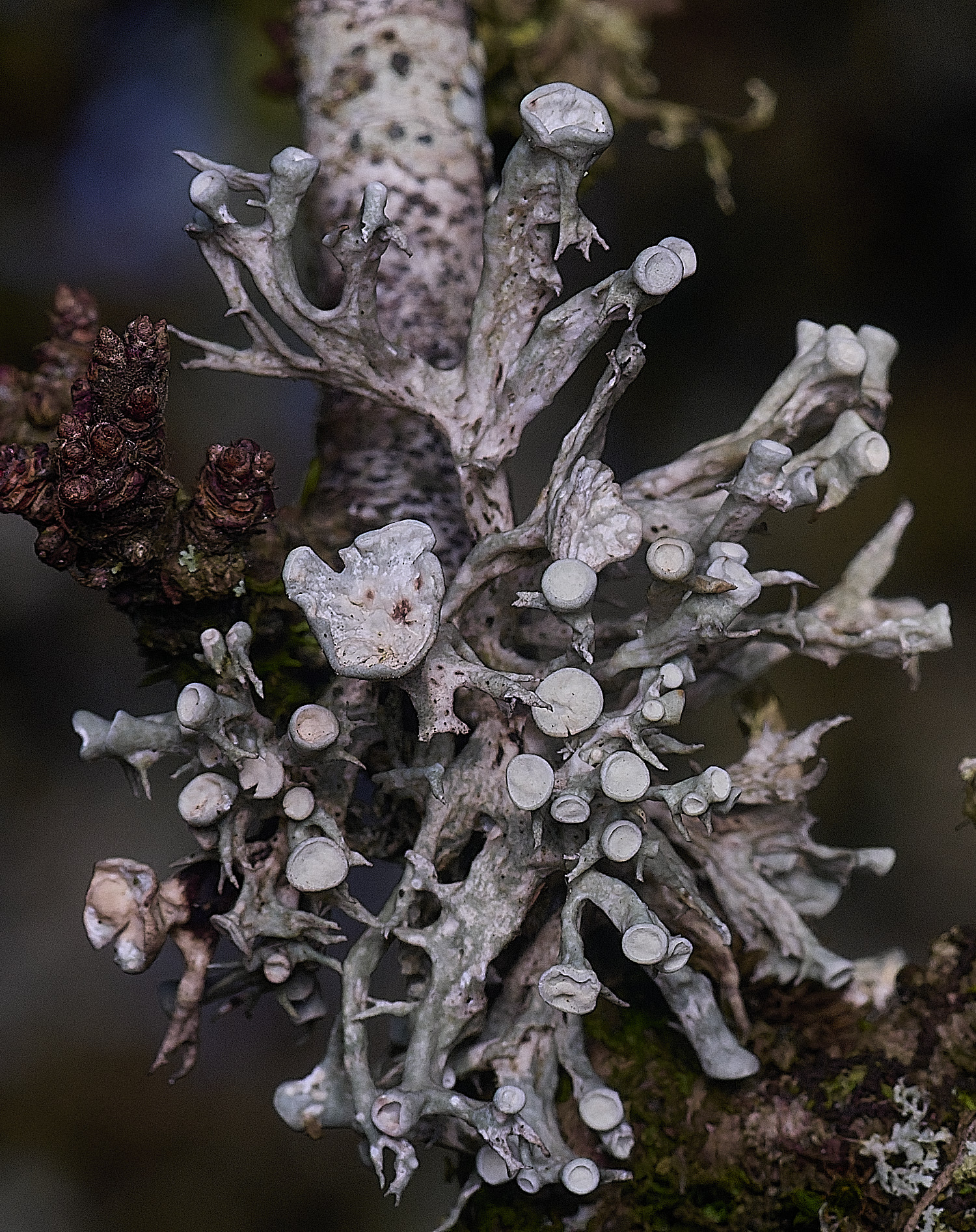 PepperPotHilLichen4241125-1