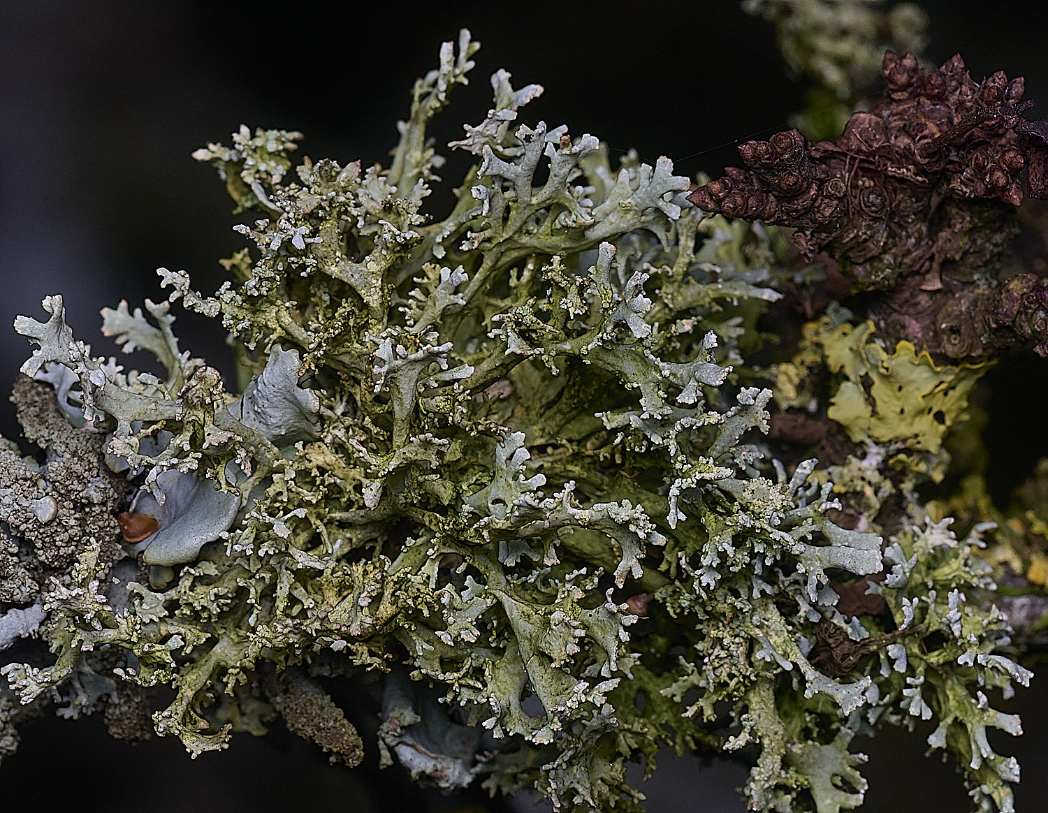 PepperPotHilLichen5241125-1