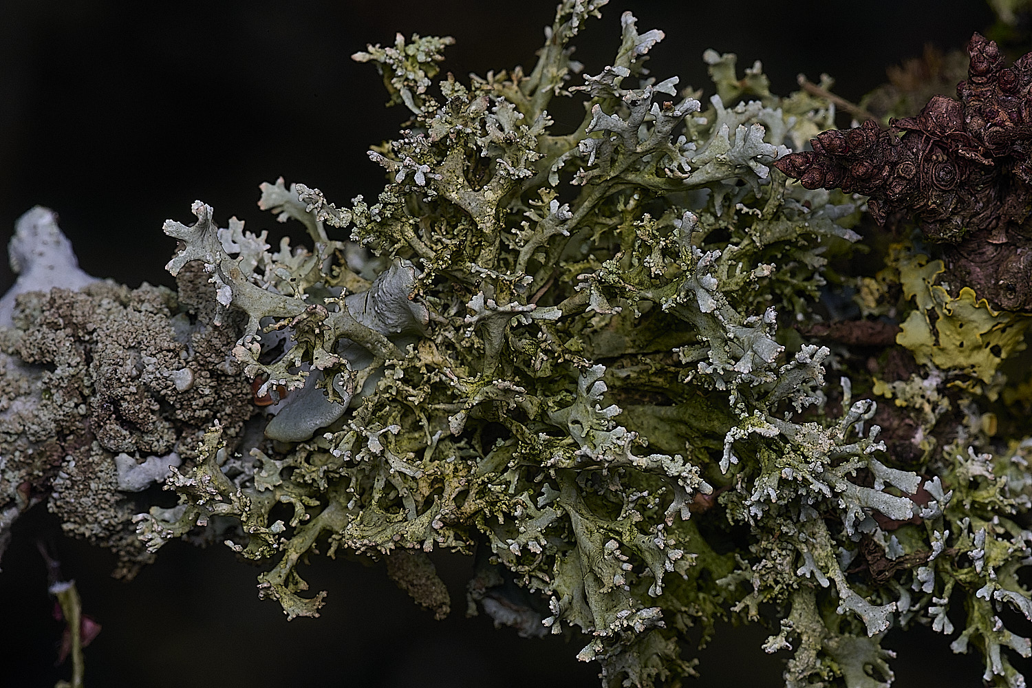 PepperPotHilLichen5241125-2