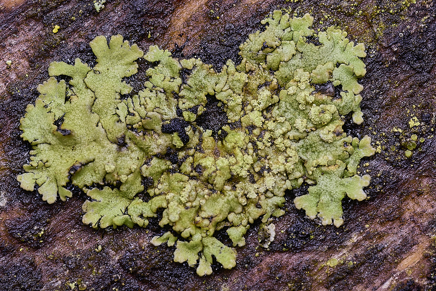PepperPotHillLichen10241125-1