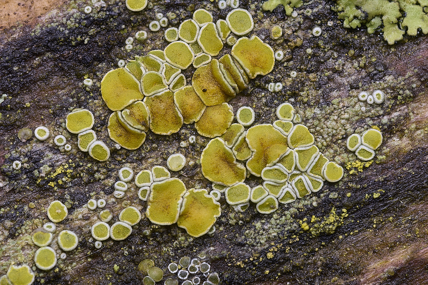 PepperPotHillLichen11241125-2