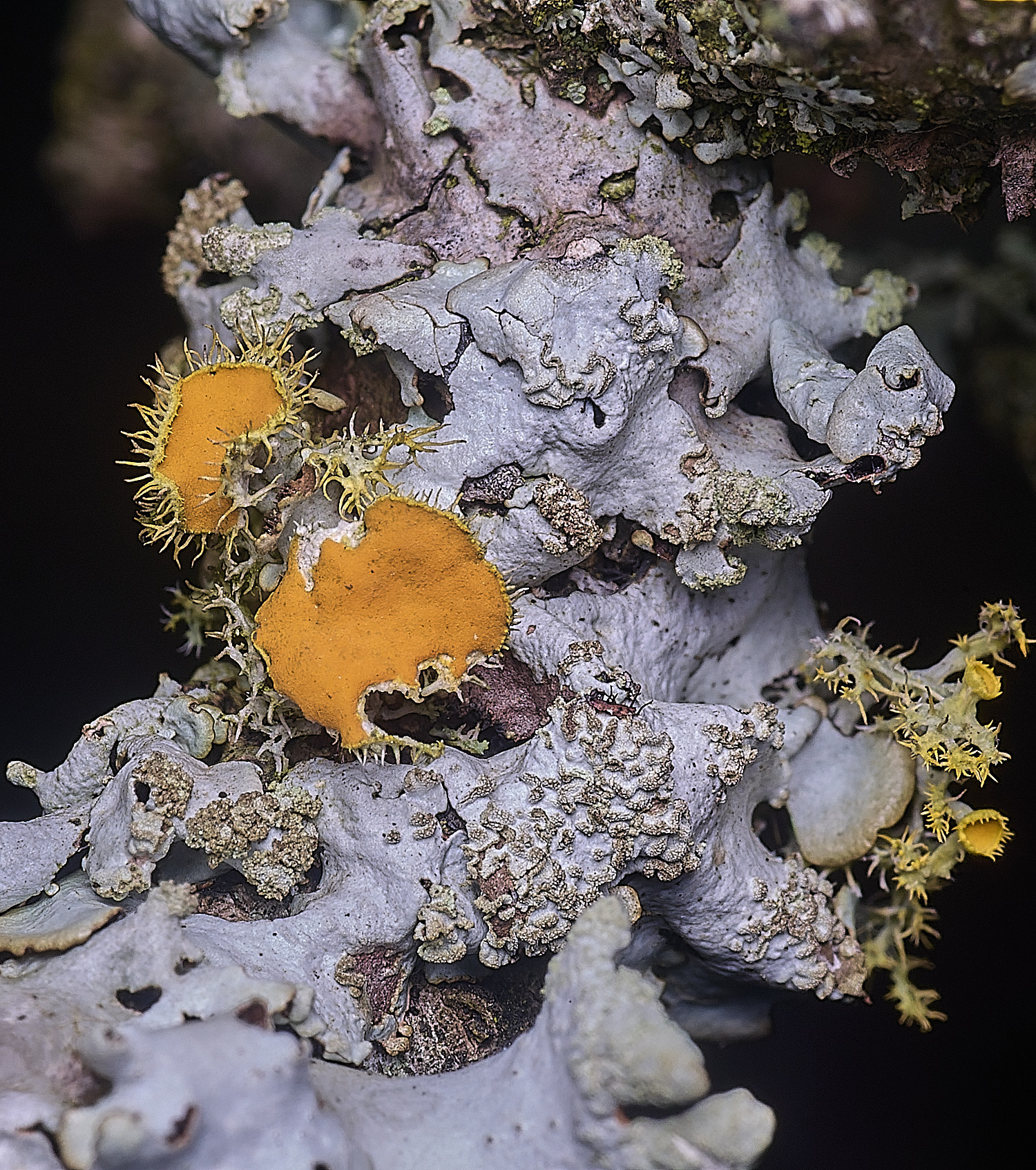 PepperPotHillLichen3241125-4