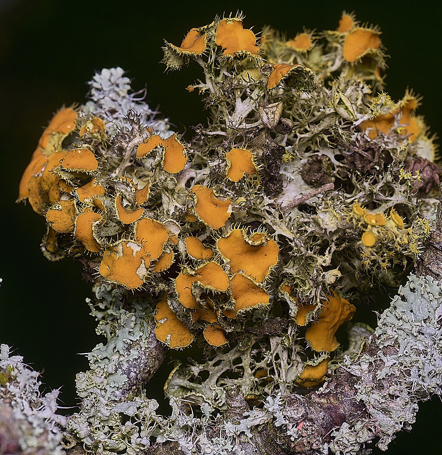 PepperPotHillLichen3241125-5