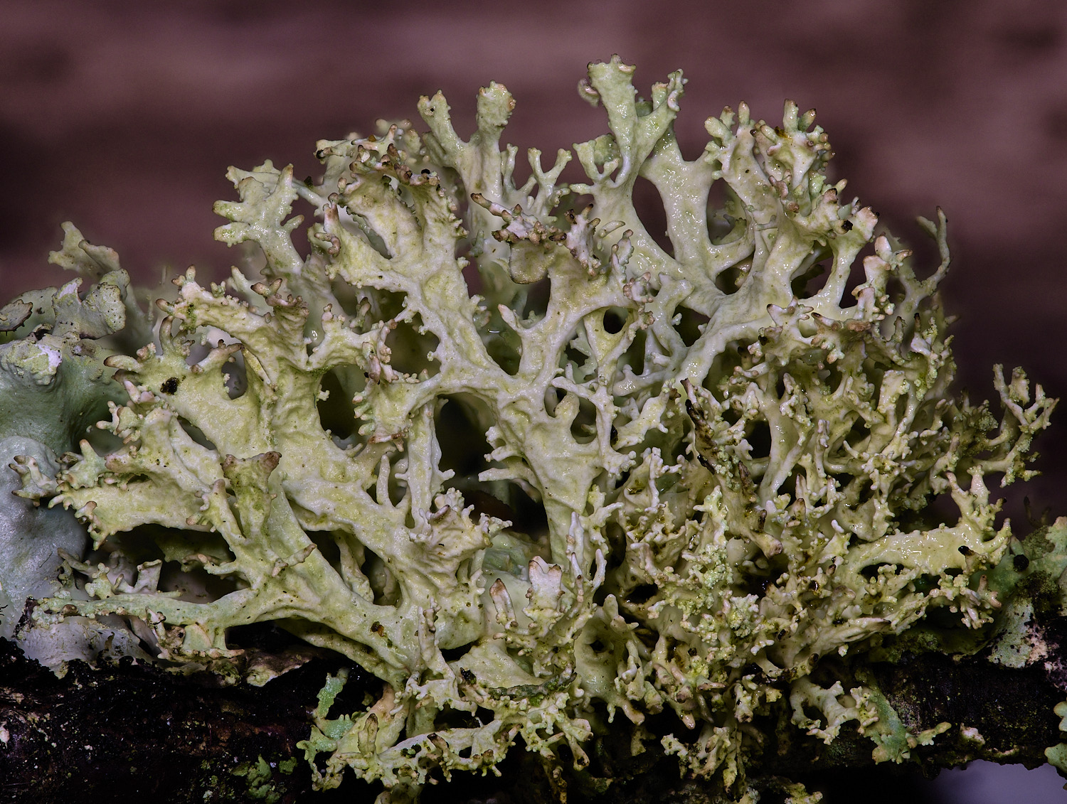 PepperPotHillLichen5241125-3