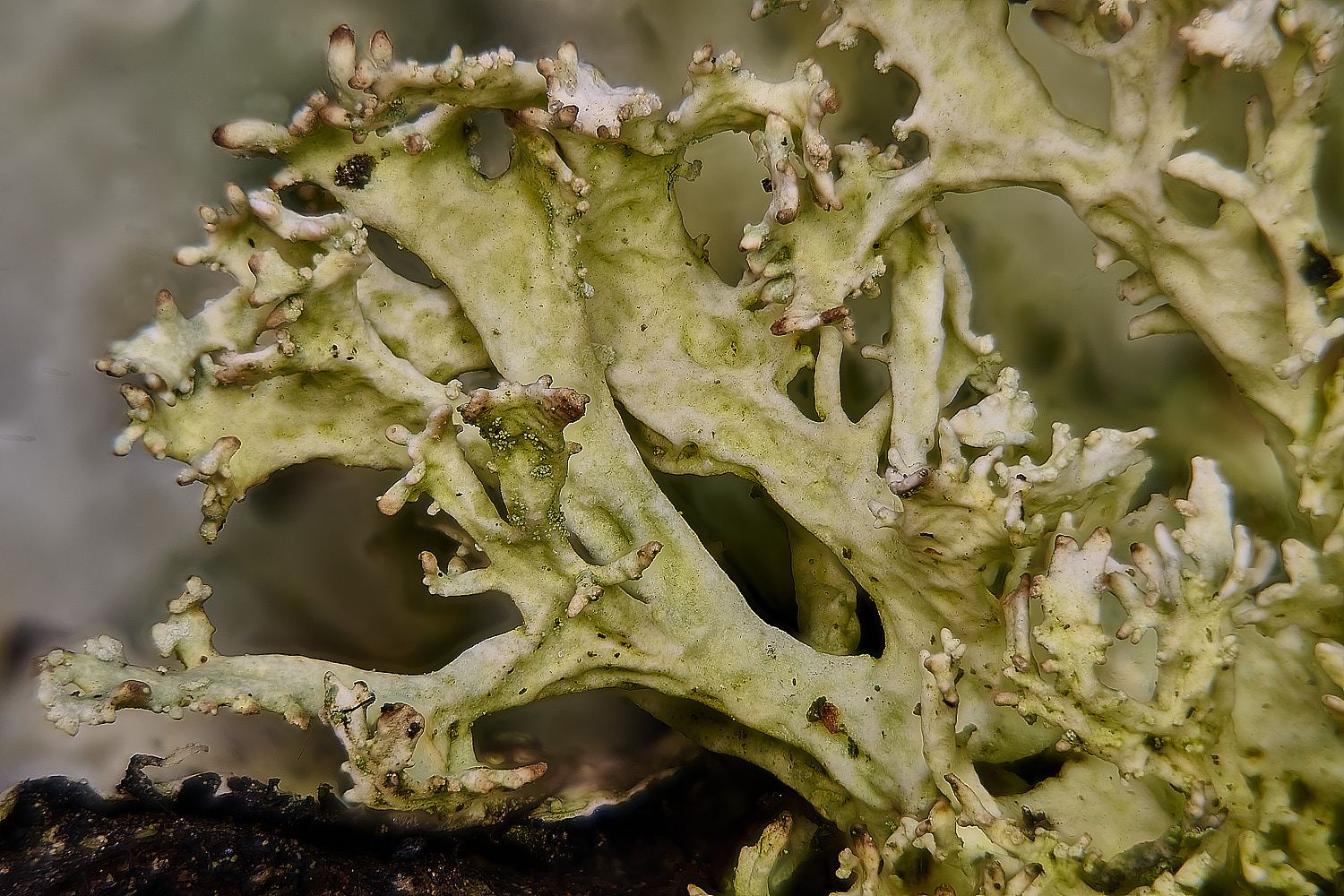 PepperPotHillLichen5241125-4a