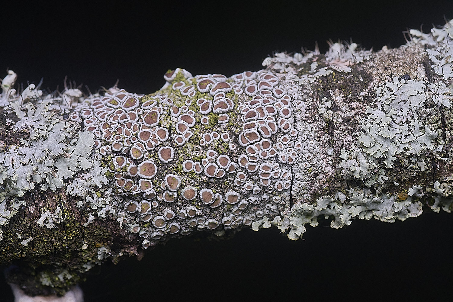 PepperPotHillLichen7241125-1